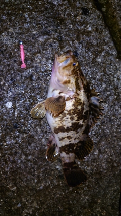 タケノコメバルの釣果