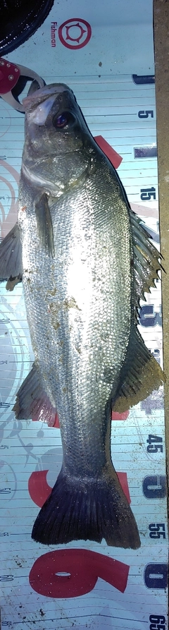 フッコ（ヒラスズキ）の釣果