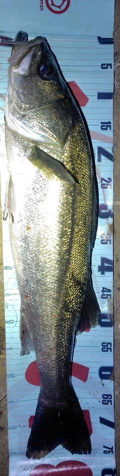 シーバスの釣果