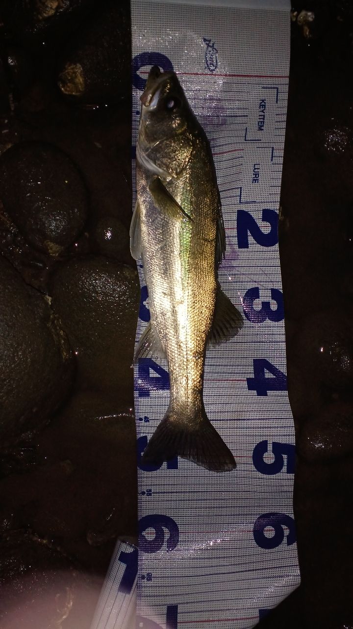 シーバスの釣果写真