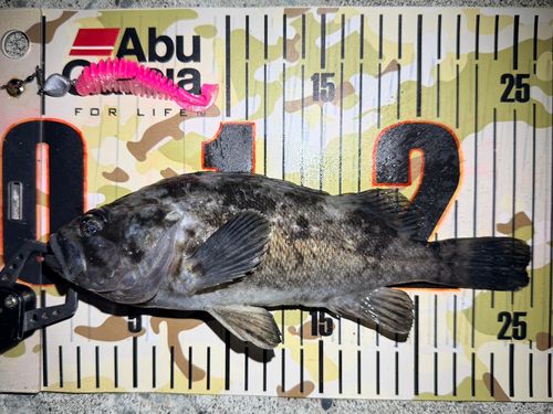クロソイの釣果