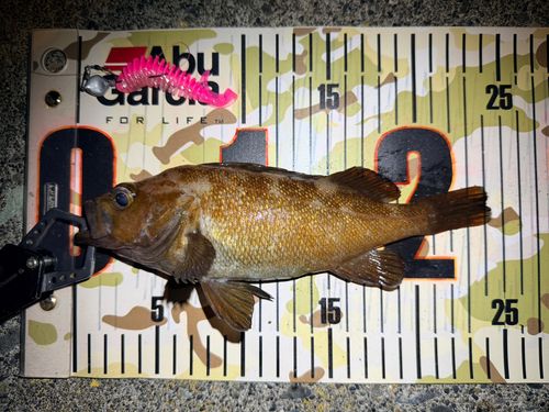 エゾメバルの釣果