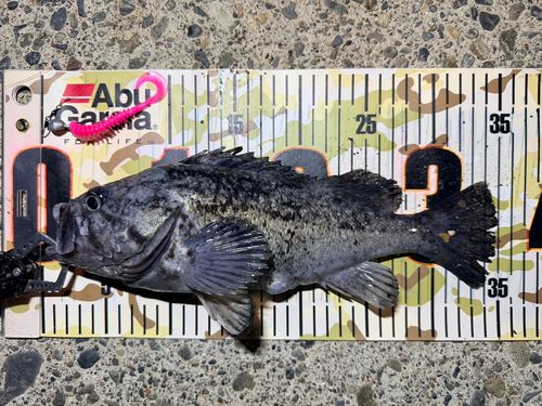 釣果