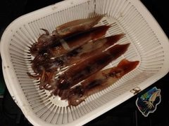 イカの釣果