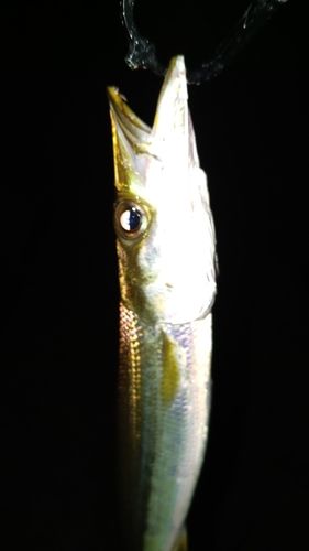 カマスの釣果