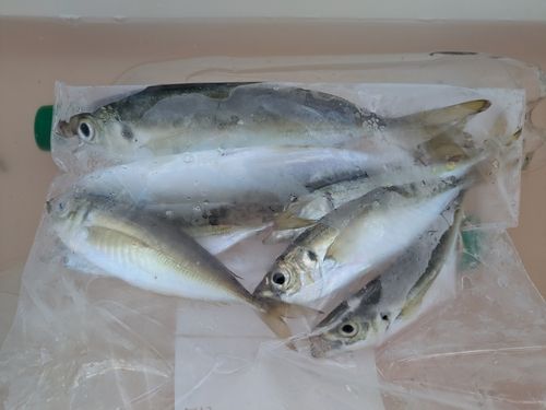 マアジの釣果