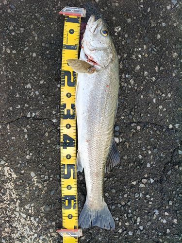 シーバスの釣果