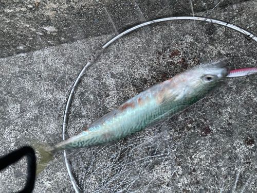 サバの釣果