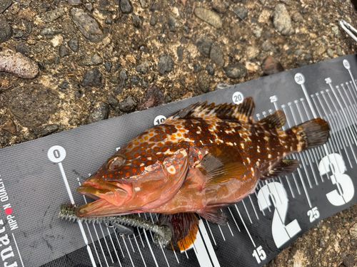 キジハタの釣果