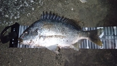 キビレの釣果