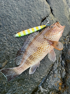 オオモンハタの釣果