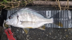 キビレの釣果