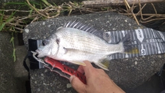 キビレの釣果