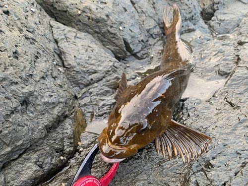 アイナメの釣果