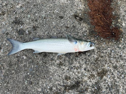 ボラの釣果