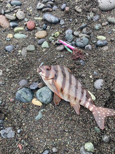 タカノハダイの釣果