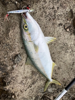 ヒラマサの釣果