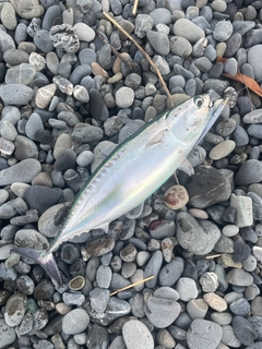 ソウダガツオの釣果