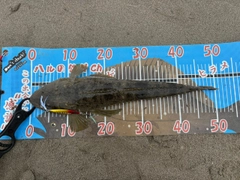マゴチの釣果
