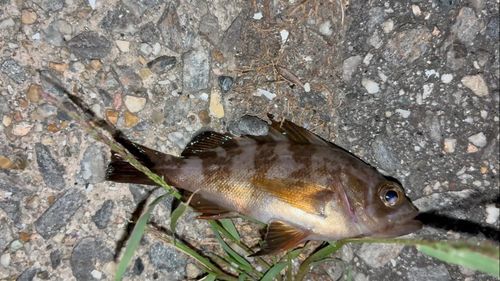 メバルの釣果