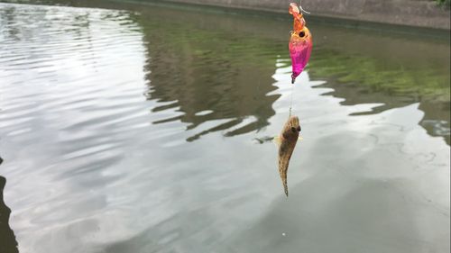 マハゼの釣果