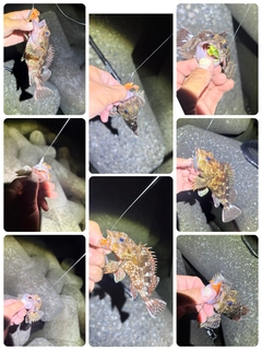 カサゴの釣果