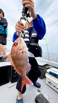 マダイの釣果