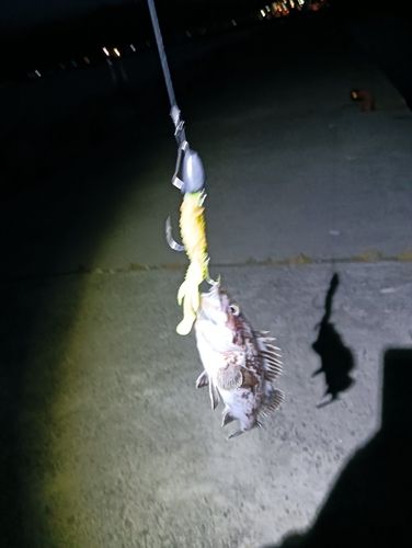 クロソイの釣果