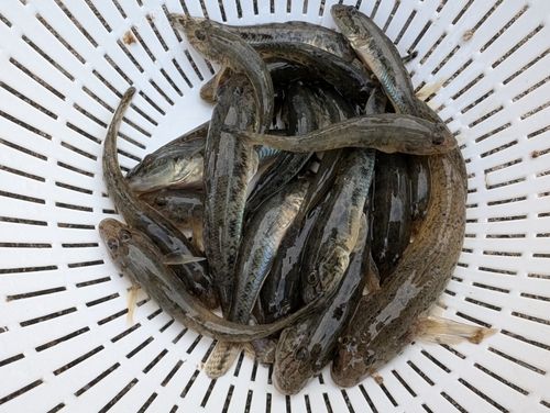 マハゼの釣果
