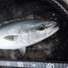 フクラギの釣果