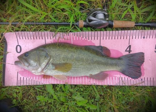 ブラックバスの釣果
