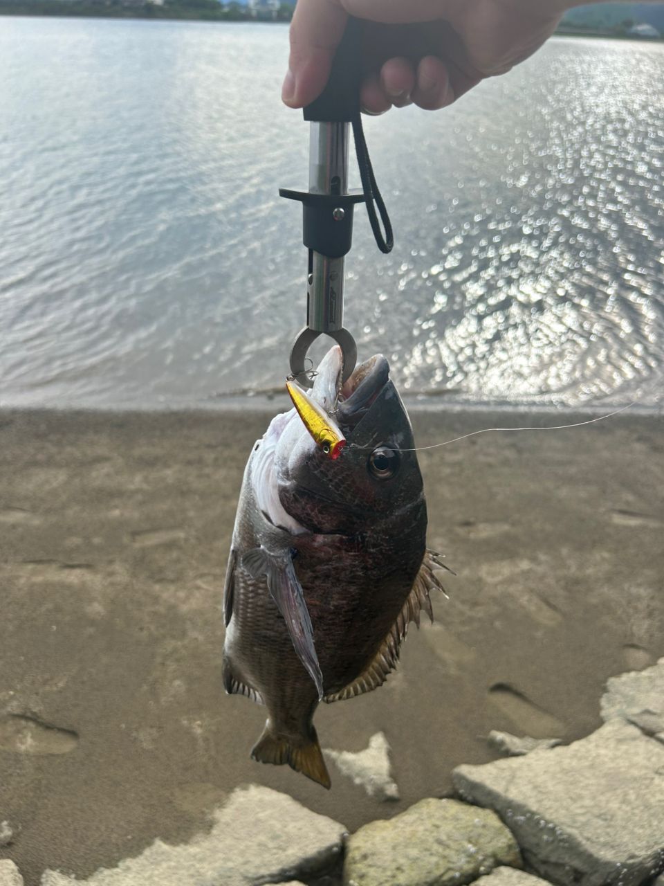 クロダイの釣果写真