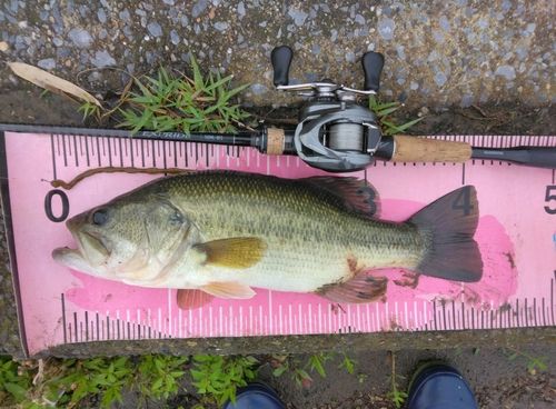 ブラックバスの釣果
