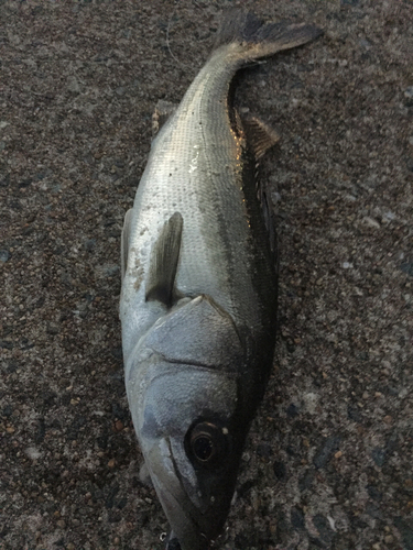 フッコ（マルスズキ）の釣果