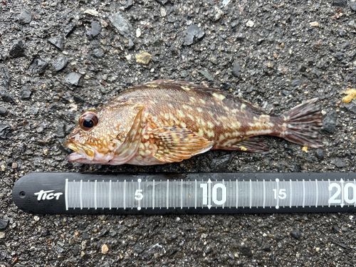 カサゴの釣果
