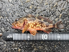 カサゴの釣果