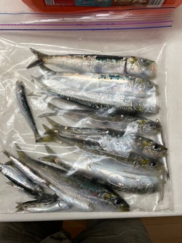イワシの釣果