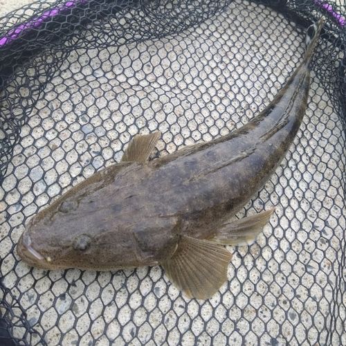 マゴチの釣果