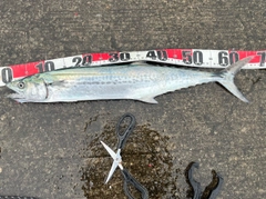 サゴシの釣果