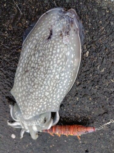 シリヤケイカの釣果