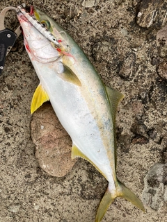 ヒラマサの釣果