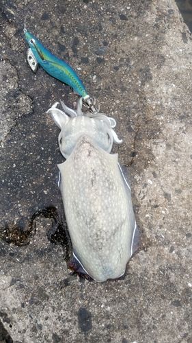 シリヤケイカの釣果