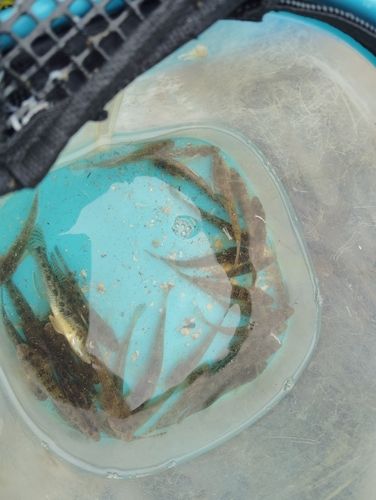 マハゼの釣果