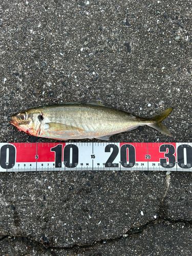 マルアジの釣果