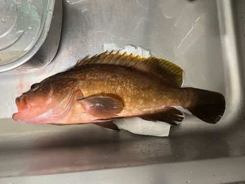 キジハタの釣果