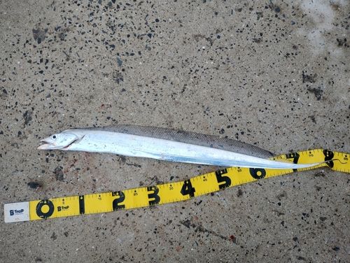 タチウオの釣果