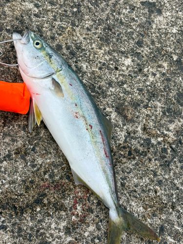 フクラギの釣果
