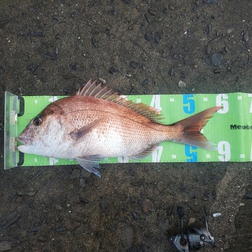 マダイの釣果