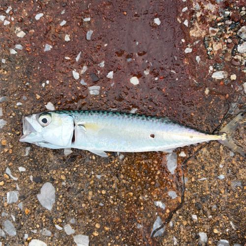 サバの釣果
