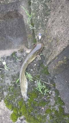 ナマズの釣果